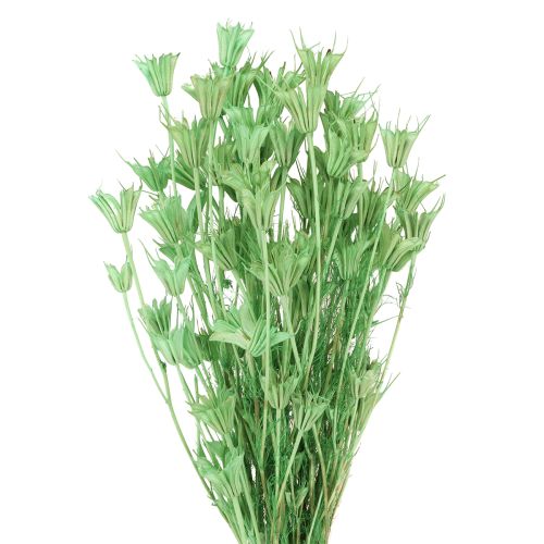 Product Dried flowers black cumin green nigella 50cm 100g