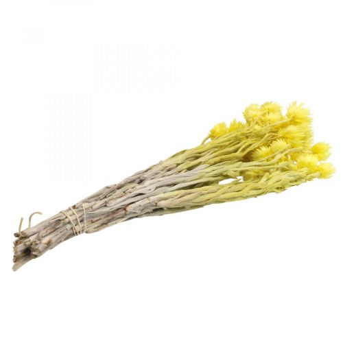 Product Dried flowers cap flowers yellow straw flowers H42cm