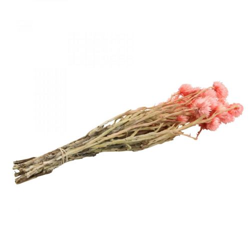 Product Dried flowers cap flowers salmon straw flowers H42cm