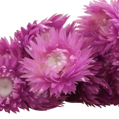 Product Dried flowers cap flowers purple straw flowers H42cm