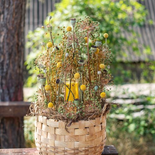 Floristik24 Dried flowers Craspedia dried, drumsticks yellow 50cm 20 pcs