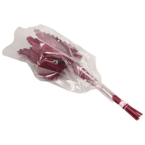 Product Dried flowers decoration, Palmspear dried wine red 37cm 4 pcs