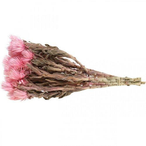 Product Dried flowers Cap flowers Pink straw flowers Dry flowers H30cm