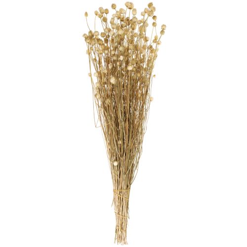 Product Dried flowers natural dry thistle strawberry thistle 60cm 100g