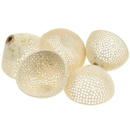 Dried Fruits Bell Cup bleached Funeral Floristry 8.5-11cm 10 Pcs