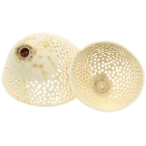 Product Dried Fruits Bell Cup bleached Funeral Floristry 8.5-11cm 10 Pcs