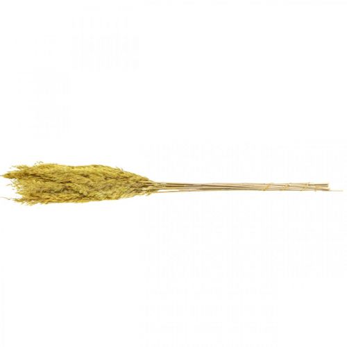 Product Dried grass reed grass decoration dried yellow 70cm 10 pcs