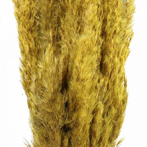 Product Dried grass reed grass decoration dried yellow 70cm 10 pcs