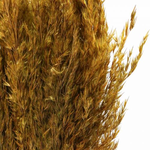 Product Dried grass reed grass dried olive green decorative grass 70cm 10 pcs