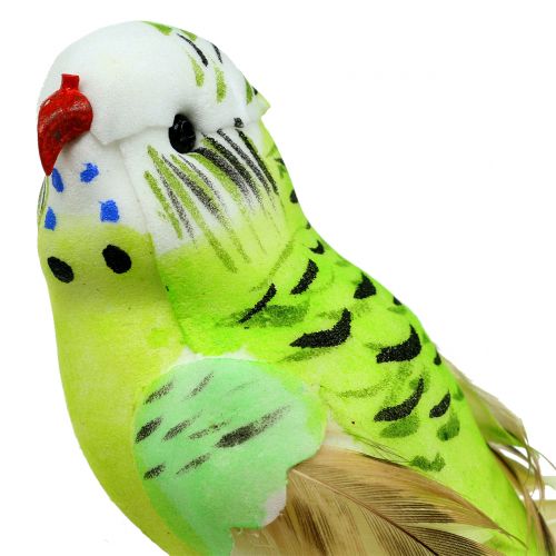 Floristik24 Budgie on clip green 13cm 6pcs