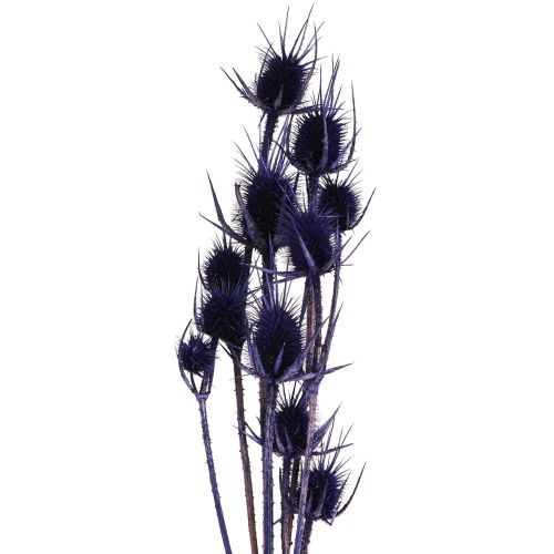 Wild Teasel Dried Flowers Teasel Thistles Violet 55cm 10 Heads