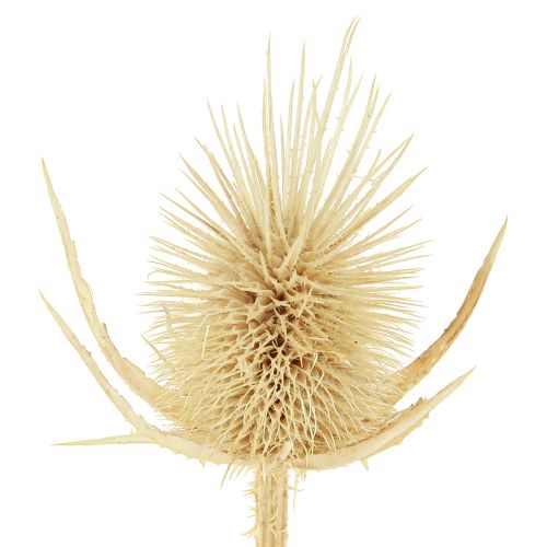 Product Wild teasel bleached dried natural decoration 3-6cm 1kg