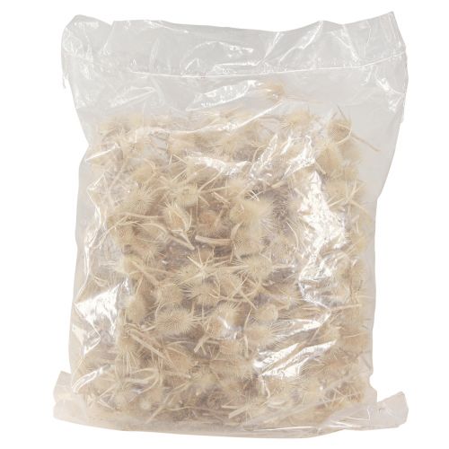 Product Wild teasel bleached dried natural decoration 3-6cm 1kg
