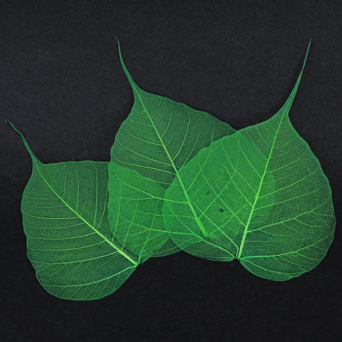 Product Willow leaves skeletonized green natural decoration leaves 200 pieces