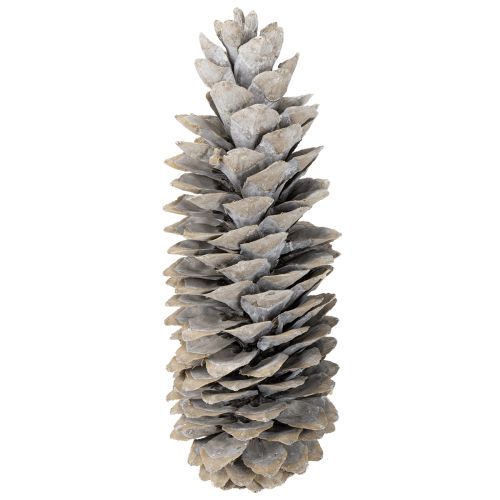 Product Sugar pine cones whitewashed 20cm - 30cm