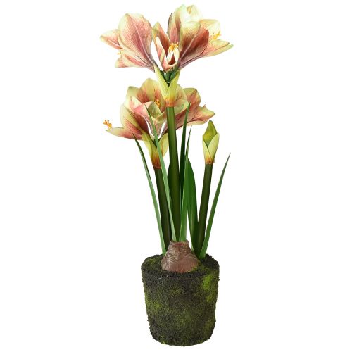 Product Amaryllis in moss ball artificial with pink-yellow patterned flowers – 45 cm – Exotic and stylish decoration