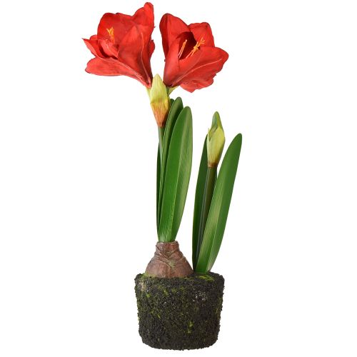 Product Amaryllis in moss ball artificial – bright red flowers, 49 cm – elegant and natural room decoration