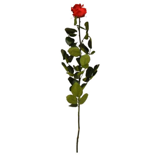 Amorosa Red Infinity Rose with Leaves Preserved L54cm