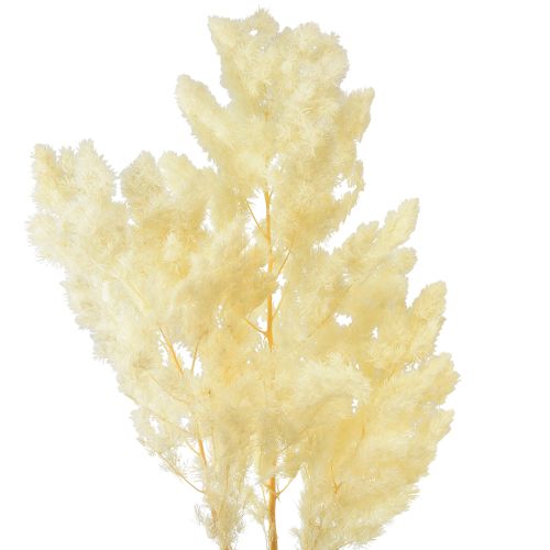 Product Asparagus Dry Decoration White Dried Ornamental Grass 80g