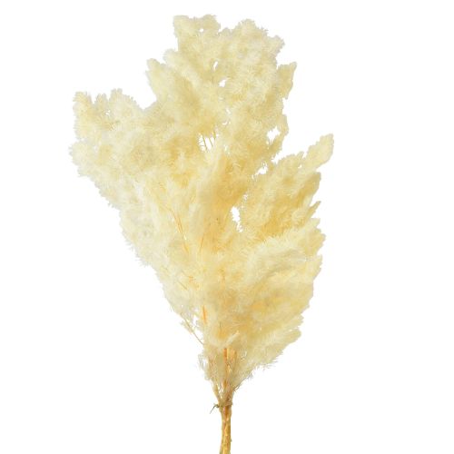 Product Asparagus Dry Decoration White Dried Ornamental Grass 80g