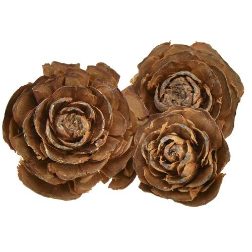 Floristik24 Cedar cones cut as rose Cedarrose 4-6cm natural 50pcs.