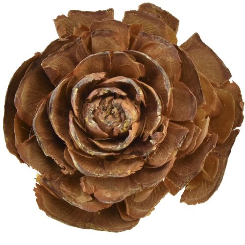 Product Cedar cones cut as rose Cedarrose 4-6cm natural 50pcs.