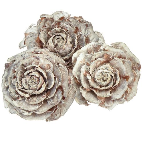 Floristik24 Cedar cones cut like rose Cedarrose 4-6cm white/natural 50pcs