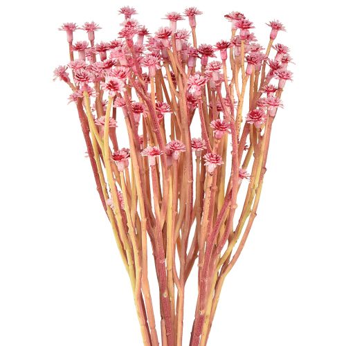 Floristik24 Currykraut Immortelle Artificial Pink L28cm 12 pcs 1 bunch