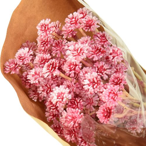 Product Currykraut Immortelle Artificial Pink L28cm 12 pcs 1 bunch