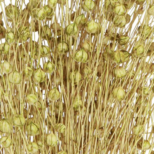 Product Decorative Flax Dried Dried Flowers Olive Green 50g