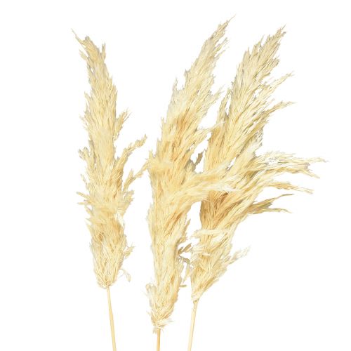 Product Decorative pampas grass cream dry grass bleached 95cm 3pcs