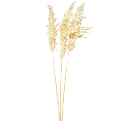 Product Decorative pampas grass cream dry grass bleached 95cm 3pcs