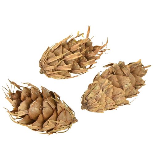 Product Douglas cones 1.3kg