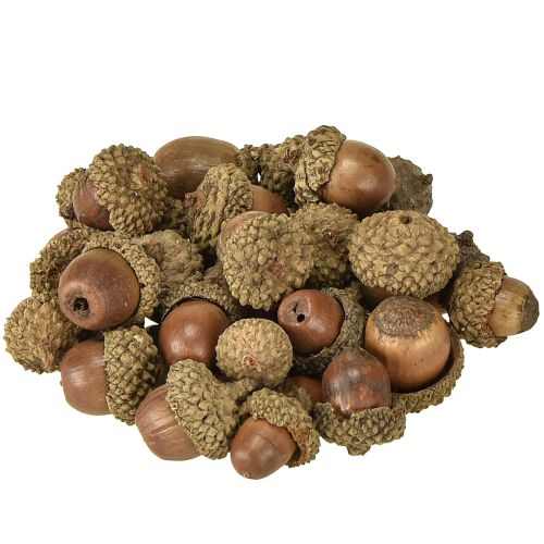 Product Acorns for decoration, autumn decoration, natural autumn fruits Ø1.5 – 2.5cm L1.5 – 3cm 300g