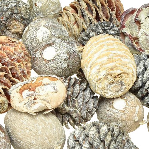 Product Exotic cones Leucodendron white washed 3-4cm 450g