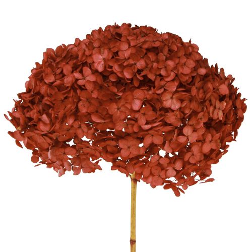 Hydrangea Preserved Dried Flowers Red Ø20cm L50–60cm