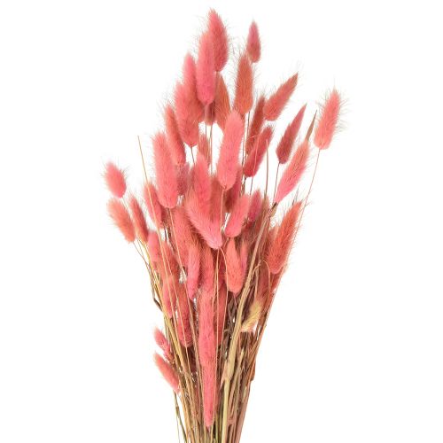 Lagurus Dried Hare&#39;s Tail Grass Pink L45cm 50g
