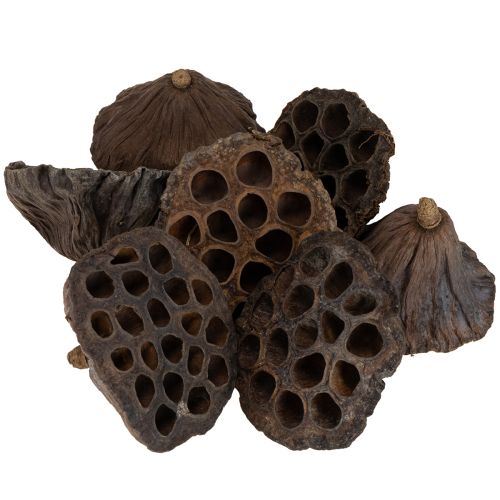 Product Lotus bulb large 100 pcs natural