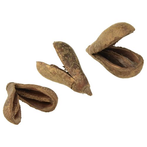 Floristik24 Mike Fruit Natural Materials Bagon Fruit Natural 8cm 50pcs