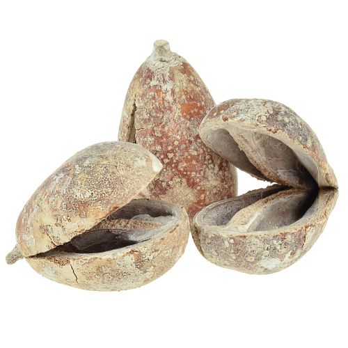 Floristik24 Mocha pods fruit shells Pear Pods white washed 4-6cm 50pcs