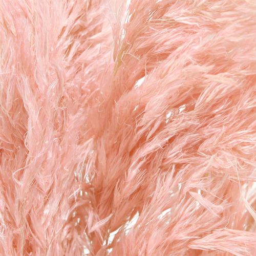 Product Pampas Grass Dried Pink Dried Floristry 65-75cm 6 pcs in bunch