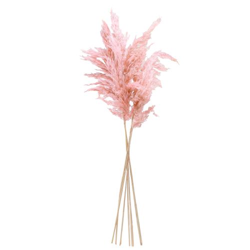 Product Pampas Grass Dried Pink Dried Floristry 65-75cm 6 pcs in bunch