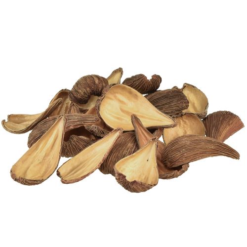 Product Fruit and seed capsule pods Pradeep Pods 9-12 cm natural 50 pieces.