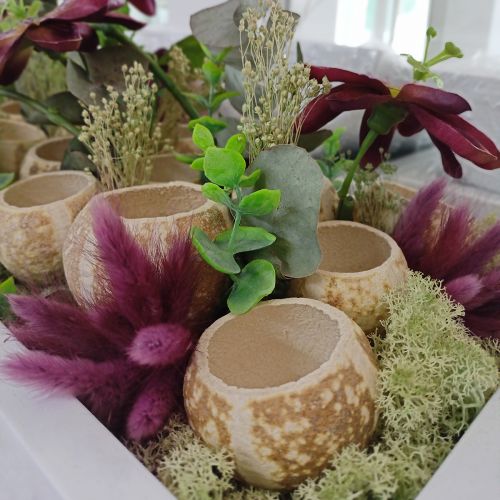 Product Velvet Grass Violet, Hare's Tail Grass, Lagurus L18-50cm 25g