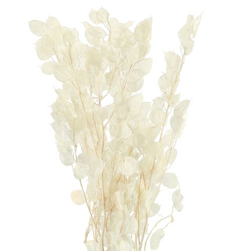 Silverleaf Moonviole Lunaria Preserved L70cm 20g