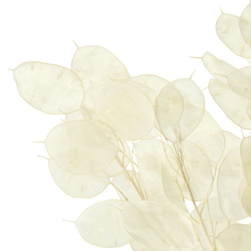 Product Silverleaf Moonviole Lunaria Preserved L70cm 20g