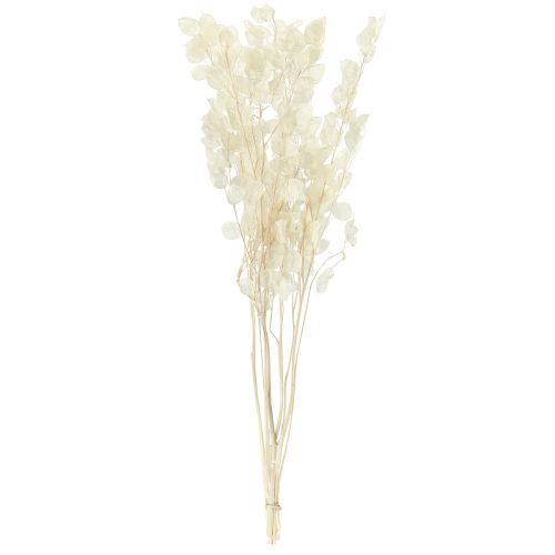 Product Silverleaf Moonviole Lunaria Preserved L70cm 20g