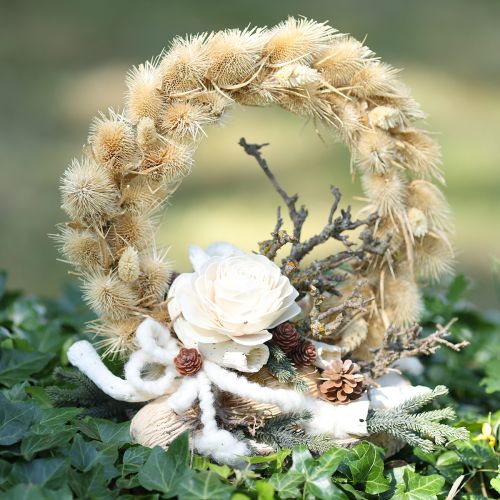 Product Wild teasel bleached dried natural decoration 3-6cm 1kg