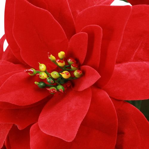 Product Poinsettia Christmas Star Red Artificial L55cm 2pcs