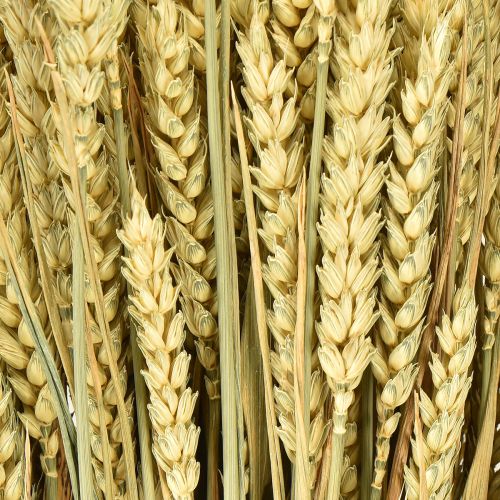 Product Wheat bunch natural decorative wheat 1 bunch 150g